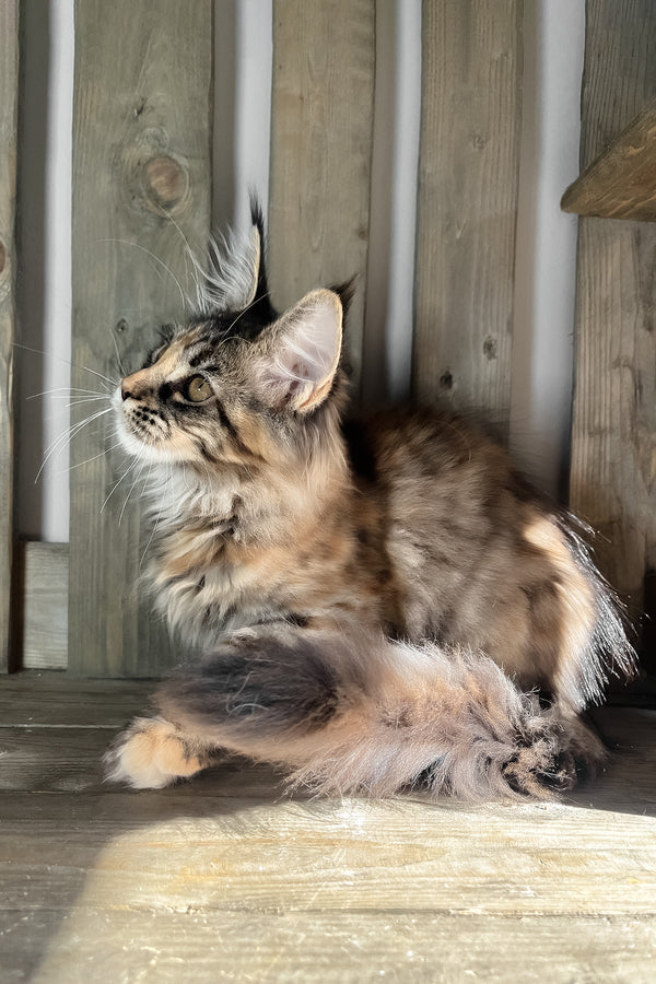 Magic | Maine Coon Kitten