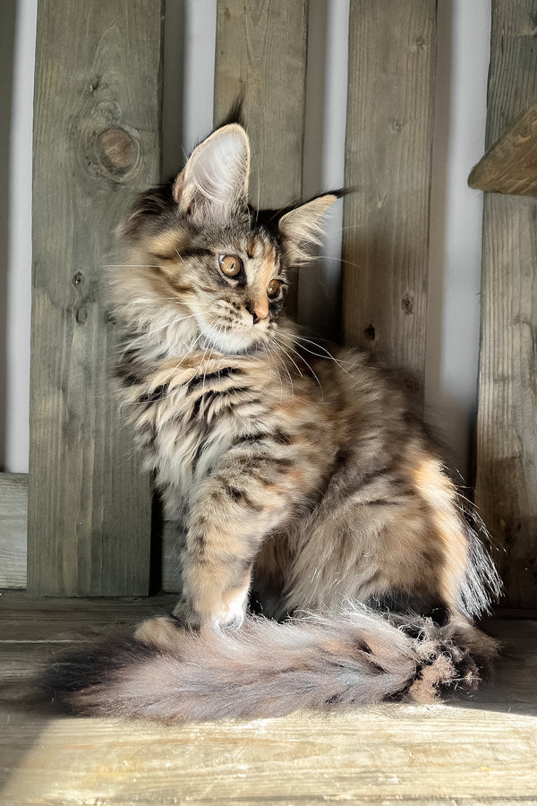 Magic | Maine Coon Kitten
