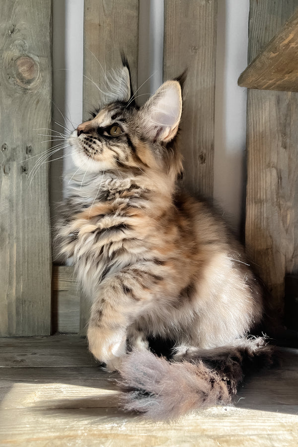 Magic | Maine Coon Kitten
