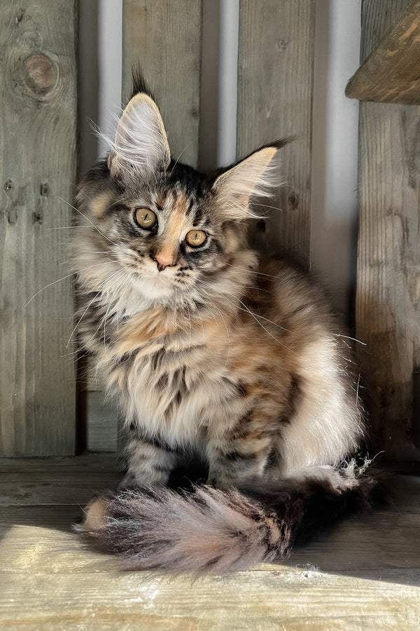 Magic | Maine Coon Kitten