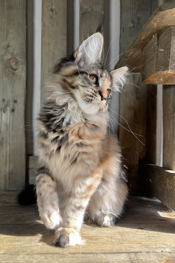 Magic | Maine Coon Kitten