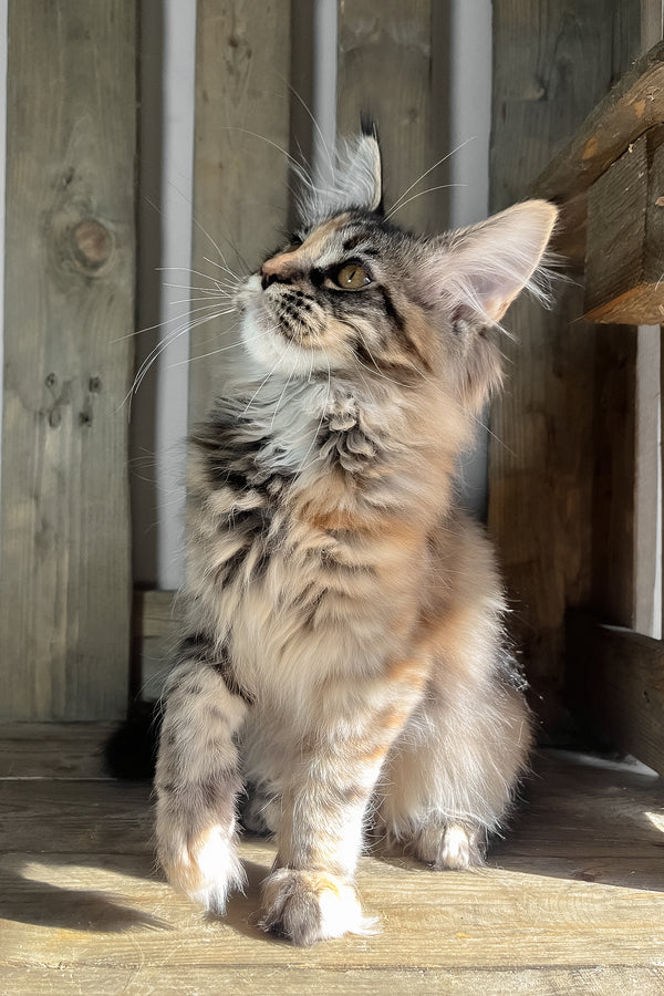 Magic | Maine Coon Kitten