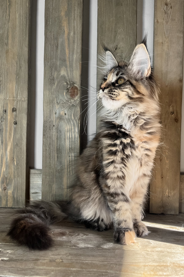 Magic | Maine Coon Kitten