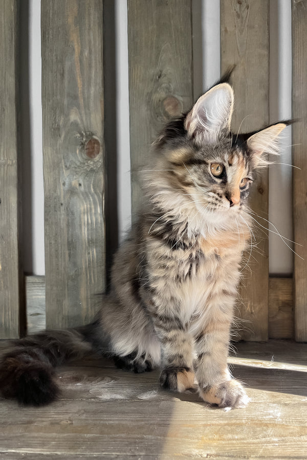Magic | Maine Coon Kitten