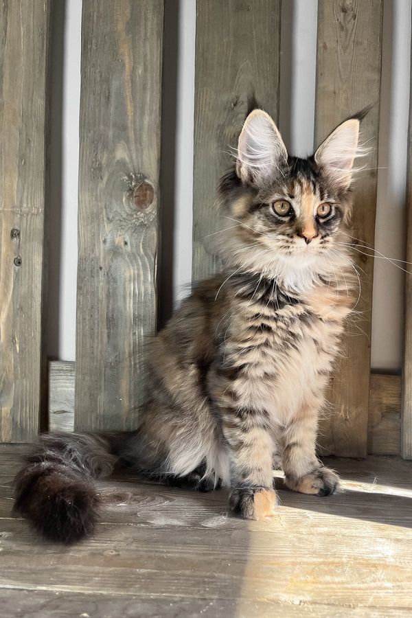Magic | Maine Coon Kitten
