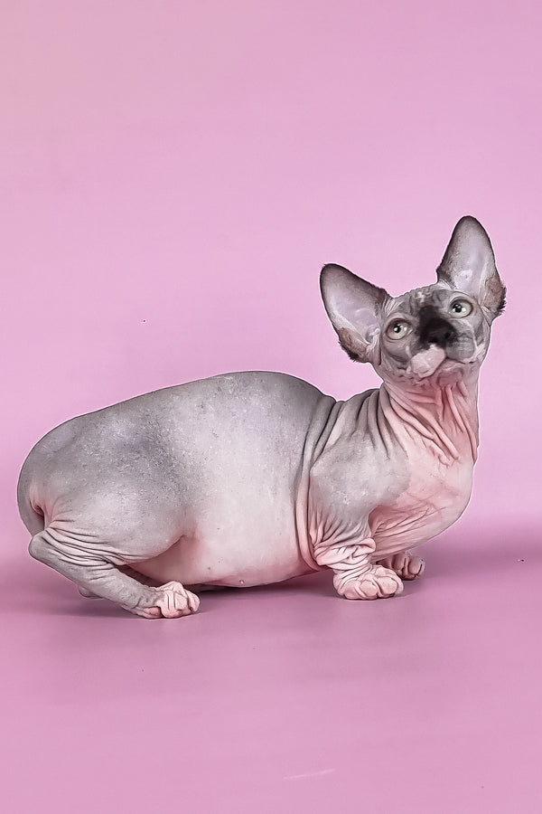 Makintosh | Bambino Sphynx Kitten