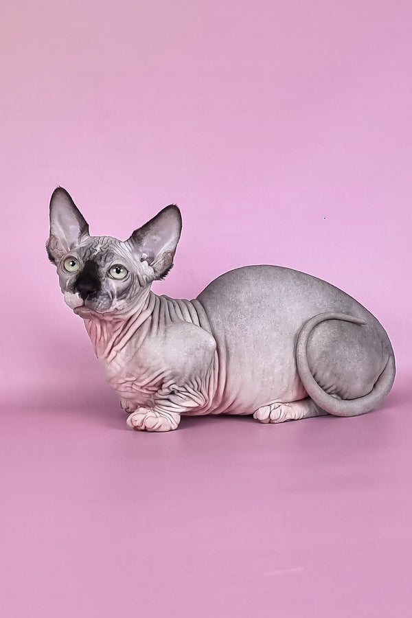 Makintosh | Bambino Sphynx Kitten