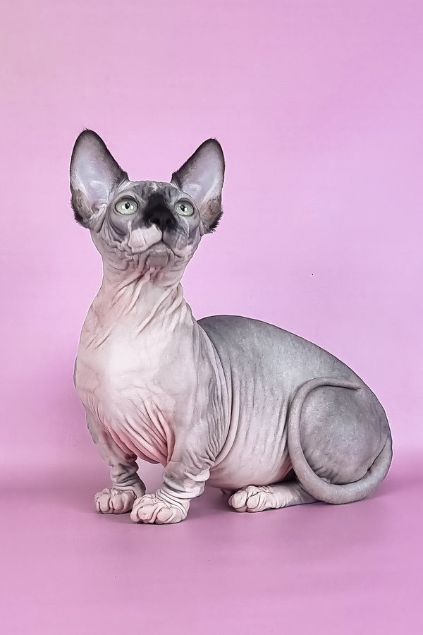 Makintosh | Bambino Sphynx Kitten