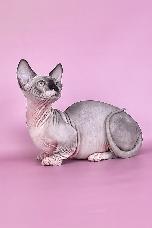 Makintosh | Bambino Sphynx Kitten