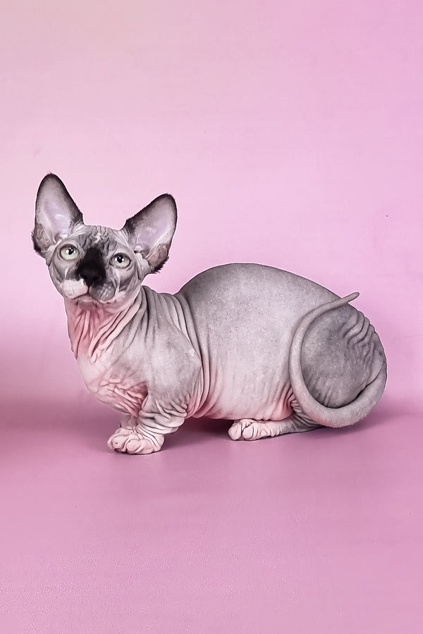 Makintosh | Bambino Sphynx Kitten