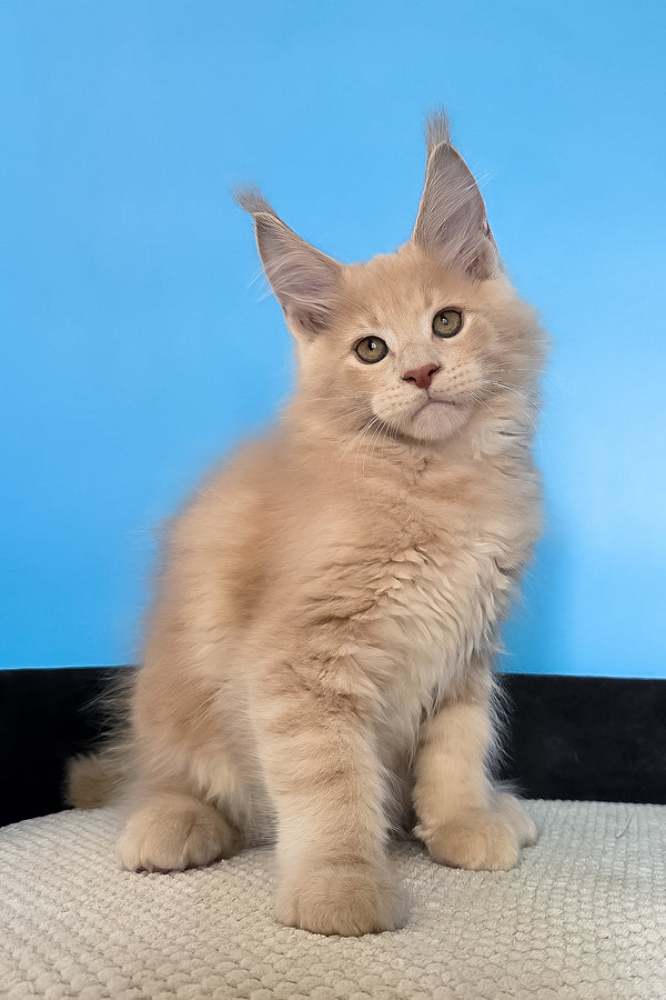 Maks | Maine Coon Kitten