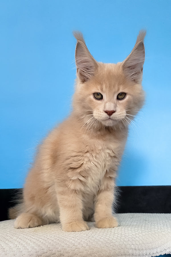 Maks | Maine Coon Kitten