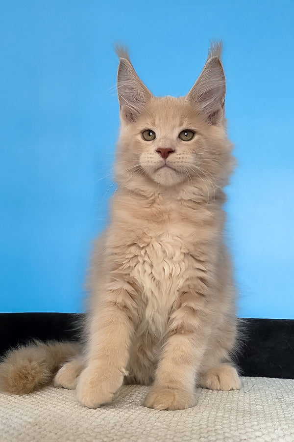 Maks | Maine Coon Kitten