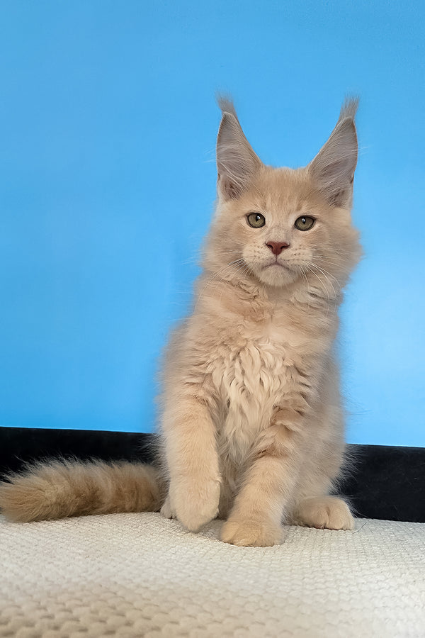 Maks | Maine Coon Kitten