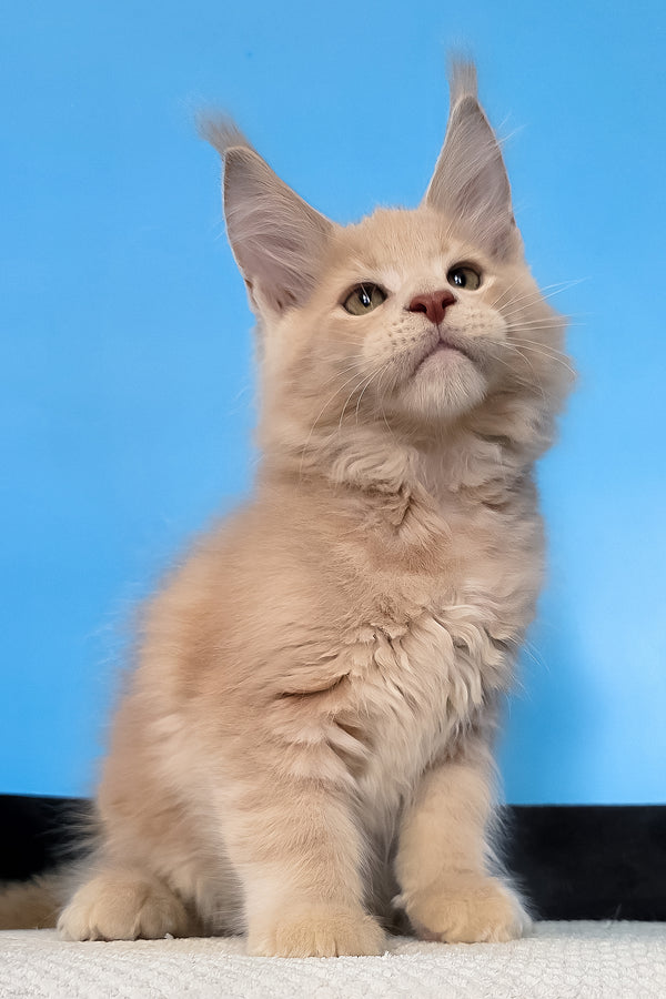 Maks | Maine Coon Kitten