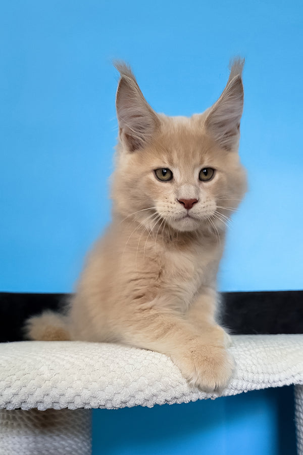 Maks | Maine Coon Kitten