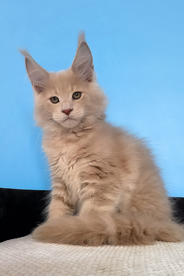 Maks | Maine Coon Kitten