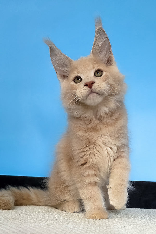 Maks | Maine Coon Kitten