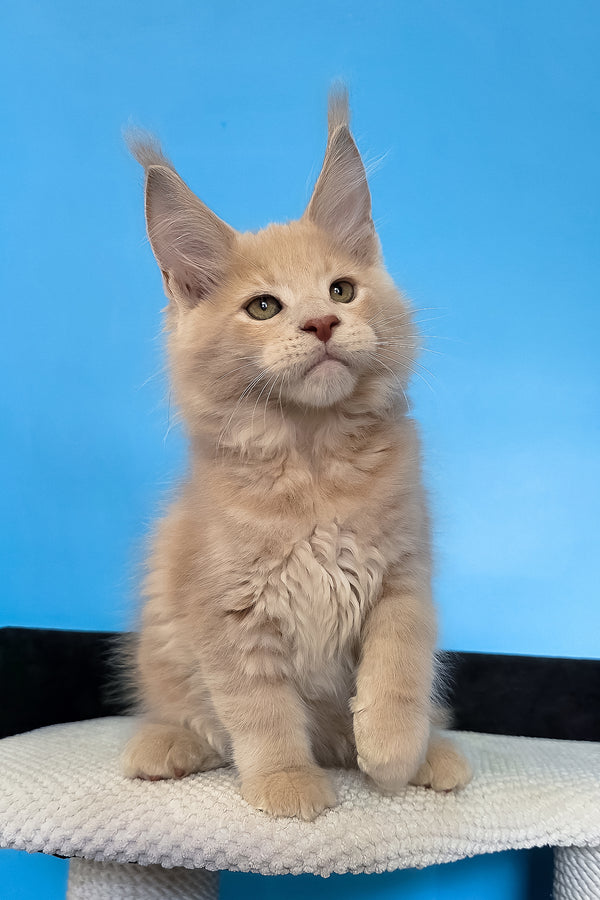 Maks | Maine Coon Kitten