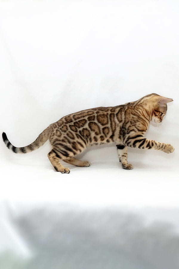 Malina | Bengal Kitten