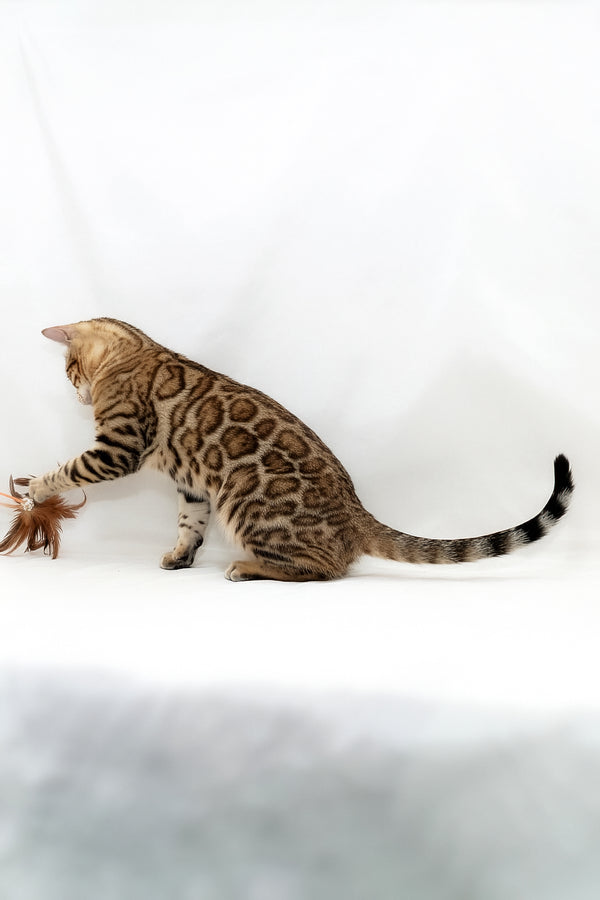 Malina | Bengal Kitten