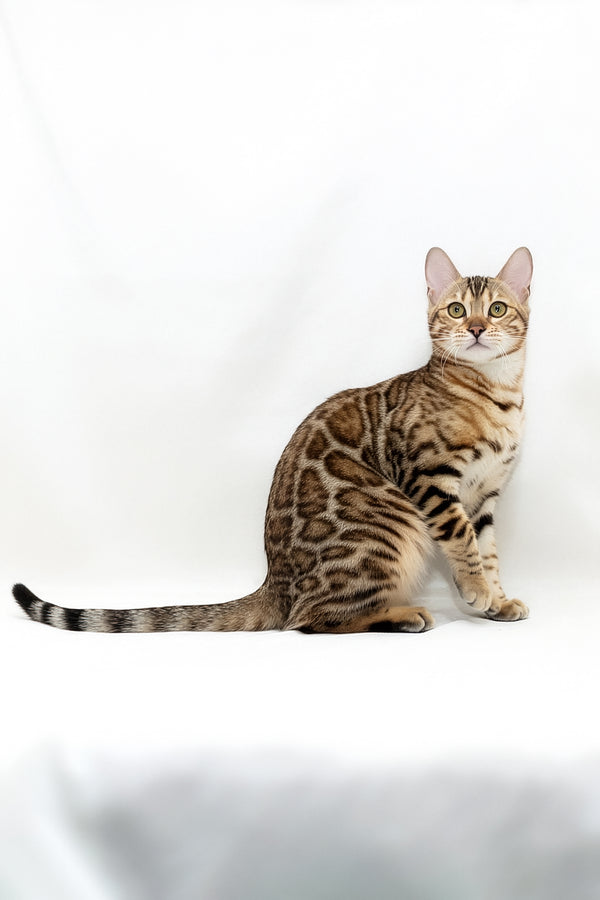Malina | Bengal Kitten