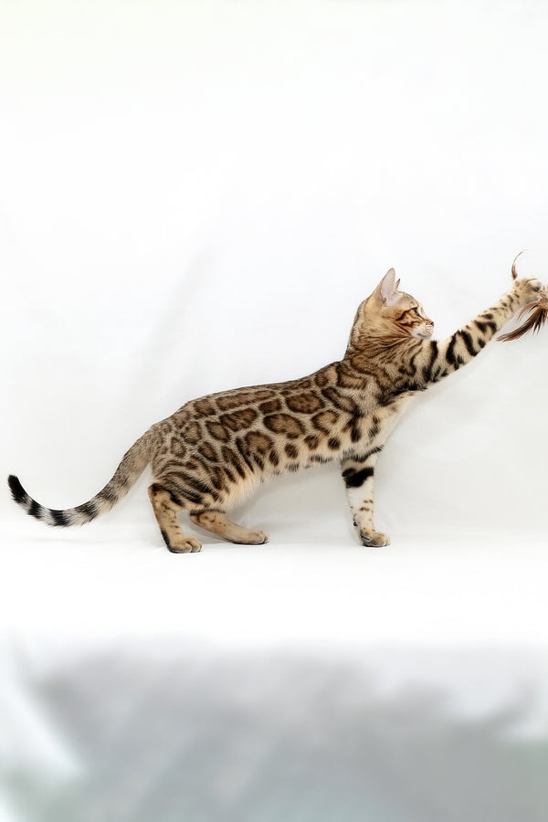 Malina | Bengal Kitten