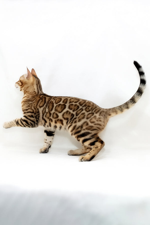 Malina | Bengal Kitten