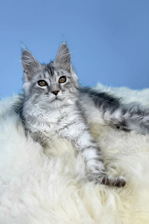 Malvina | Maine Coon Kitten