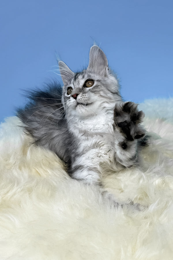 Malvina | Maine Coon Kitten