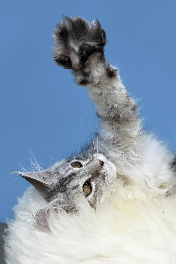 Malvina | Maine Coon Kitten