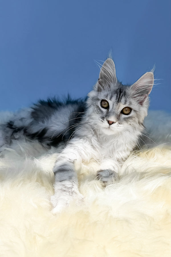 Malvina | Maine Coon Kitten