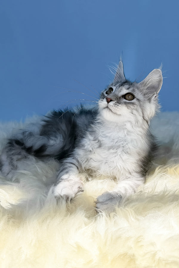 Malvina | Maine Coon Kitten