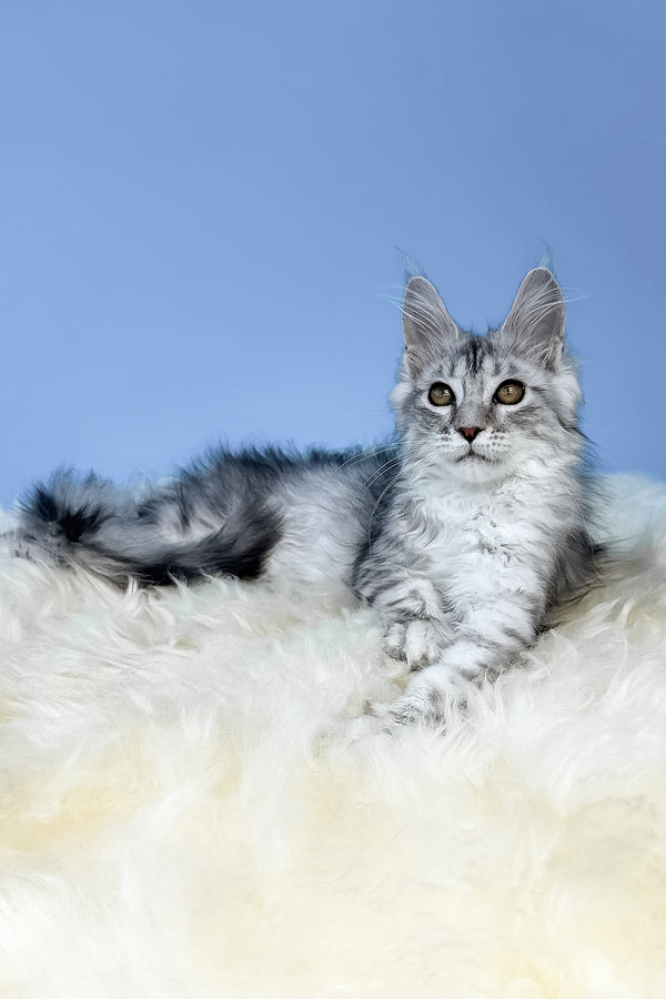 Malvina | Maine Coon Kitten