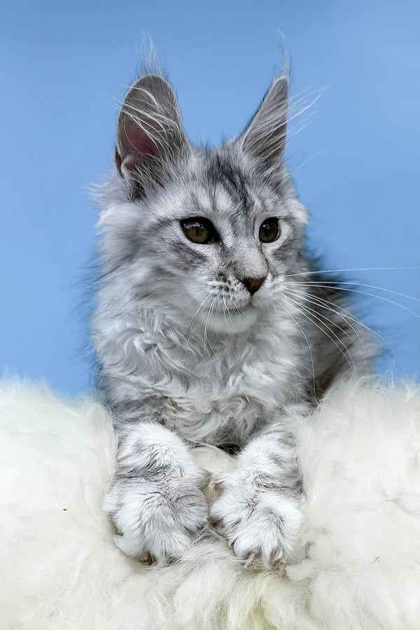 Malvina | Maine Coon Kitten