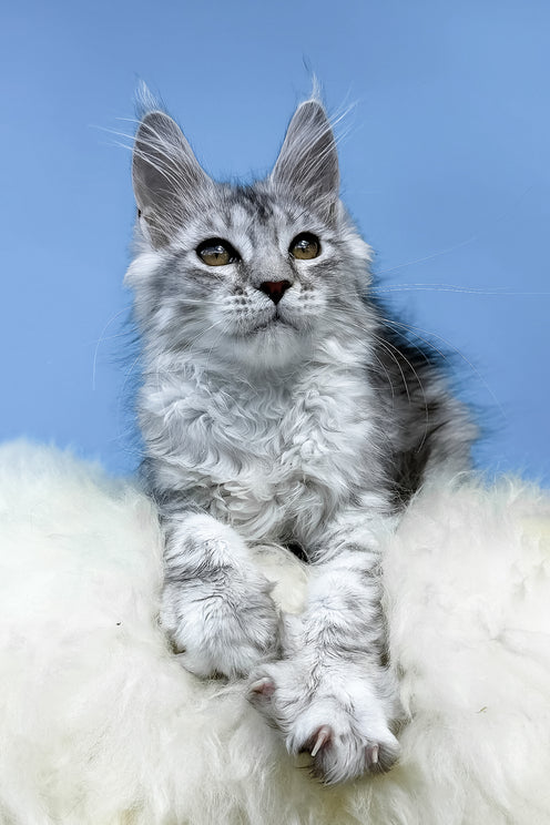 Malvina | Maine Coon Kitten