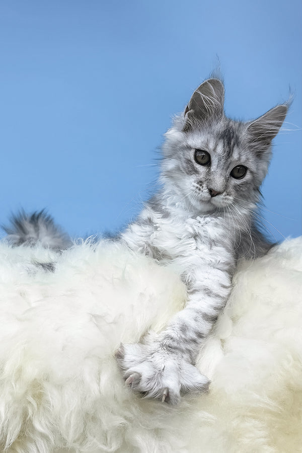 Malvina | Maine Coon Kitten