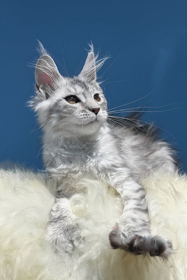 Malvina | Maine Coon Kitten