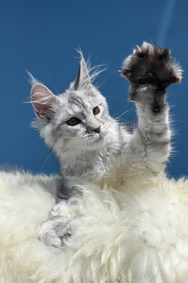 Malvina | Maine Coon Kitten