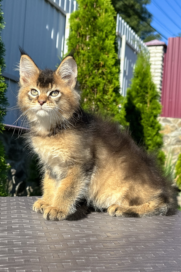 Manhattan | Golden Maine Coon Kitten
