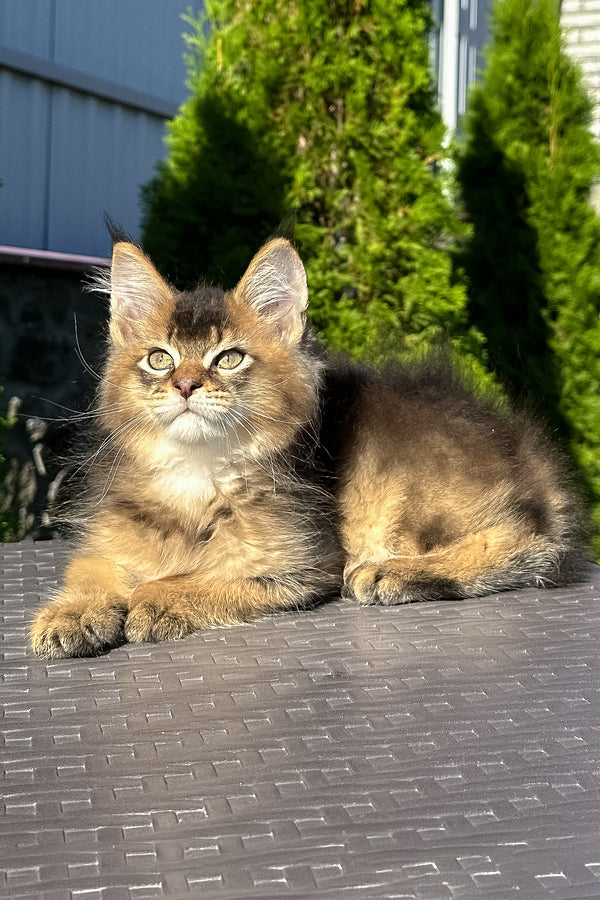 Manhattan | Golden Maine Coon Kitten
