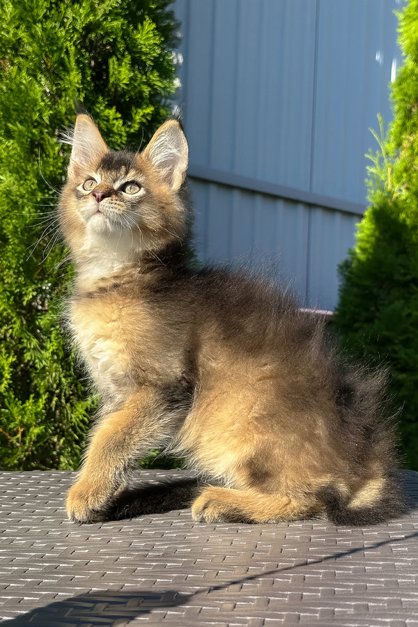 Manhattan | Golden Maine Coon Kitten