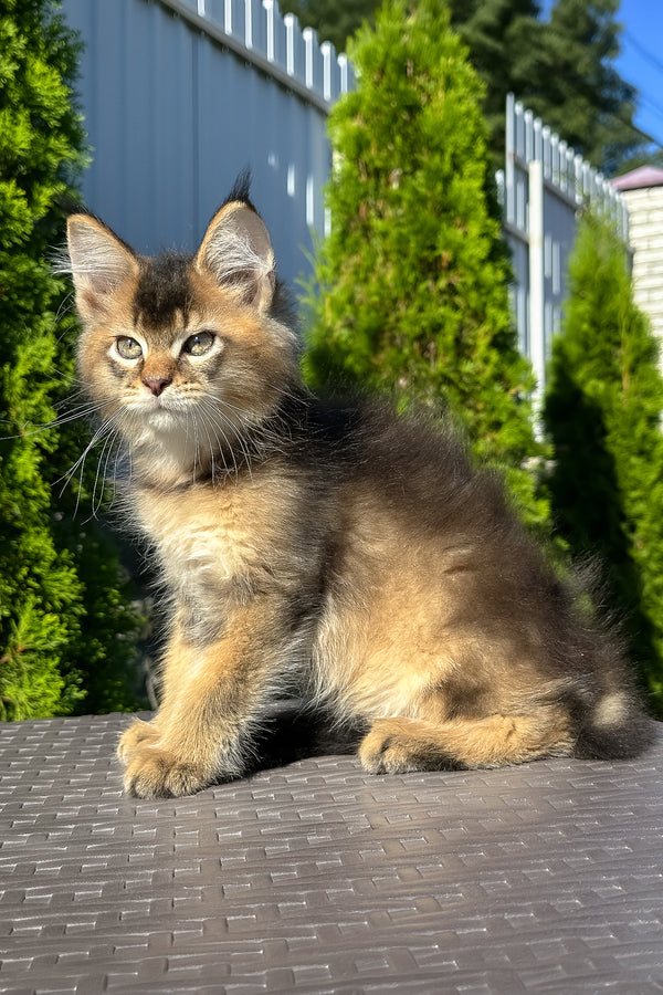 Manhattan | Golden Maine Coon Kitten