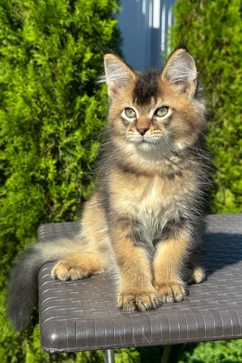 Manhattan | Golden Maine Coon Kitten
