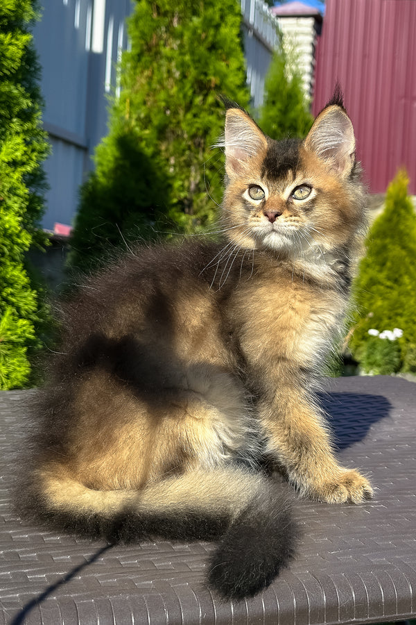 Manhattan | Golden Maine Coon Kitten