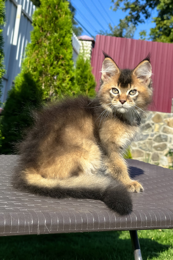 Manhattan | Golden Maine Coon Kitten