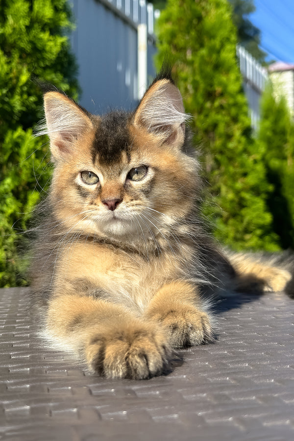 Manhattan | Golden Maine Coon Kitten