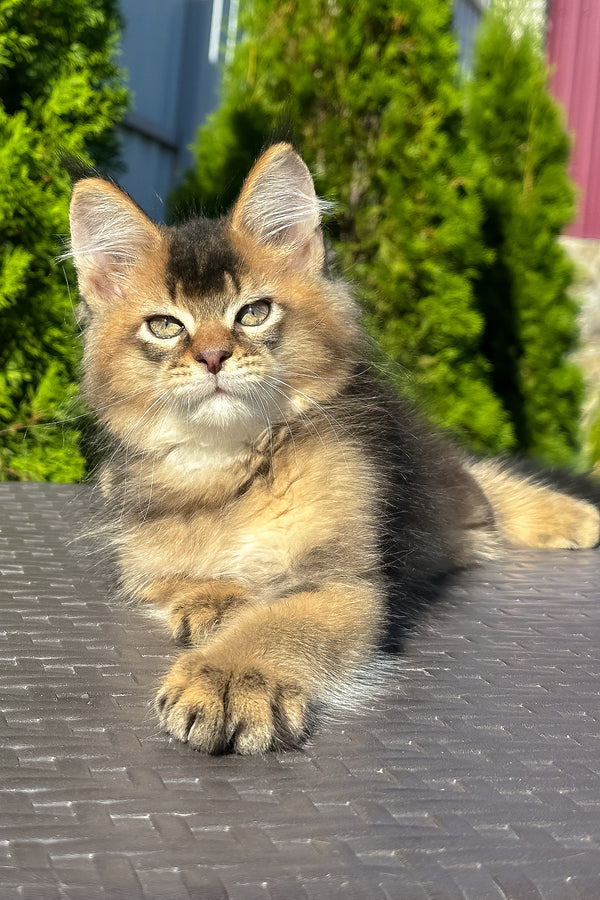 Manhattan | Golden Maine Coon Kitten
