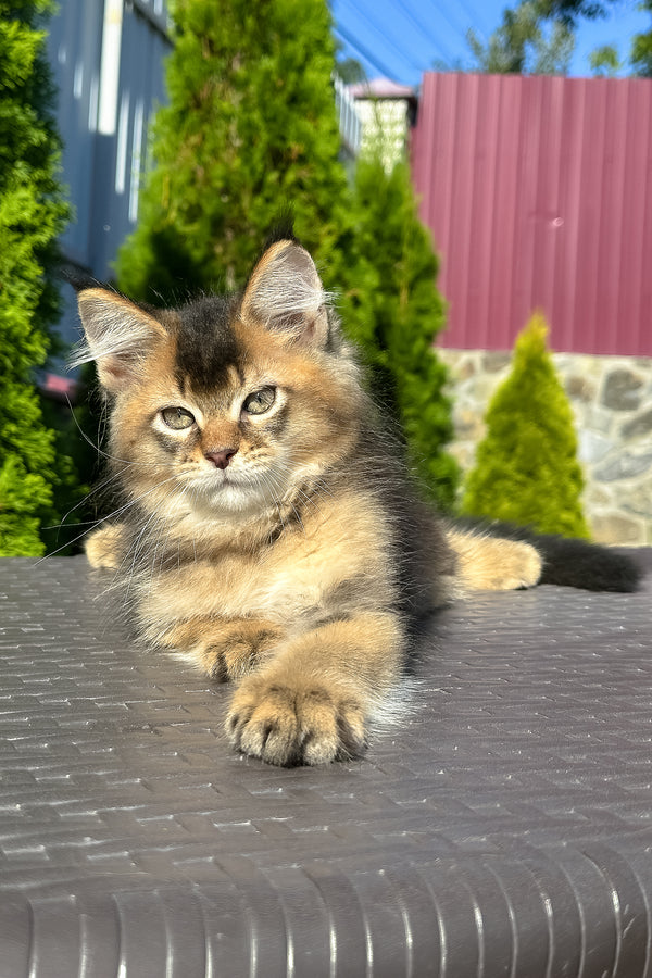 Manhattan | Golden Maine Coon Kitten