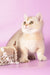 Manya | Munchkin Kitten
